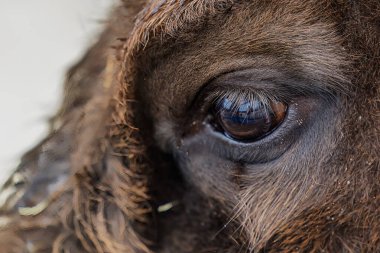 A closeup of the European Bison (Bison bonasus) eye reveals fine fur texture and reflected surroundings.
