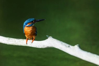 A vibrant Common Kingfisher (Alcedo atthis) sits alertly on a pale branch above the water.