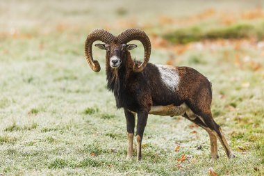 A mature male Mouflon (Ovis orientalis musimon) stands proudly on a frosty meadow in sunlight.