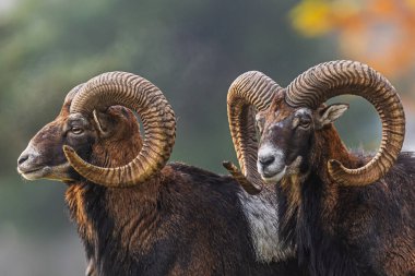 Two mouflon rams (Ovis orientalis musimon) stand close together, showcasing their heavy spiral horns against a blurred background.