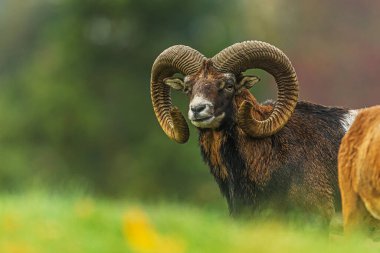 A mouflon (Ovis orientalis musimon) rests peacefully with soft light creating a gentle atmosphere around its curved horns.