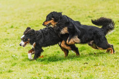 A playful domestic dog (Canis lupus familiaris) runs energetically across a grassy field.