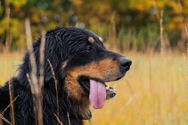Islak bir hovawart köpeği, Canis lupus familiaris, uzun altın otlarla dolu renkli bir sonbahar çayırında soluk soluğa duruyor..
