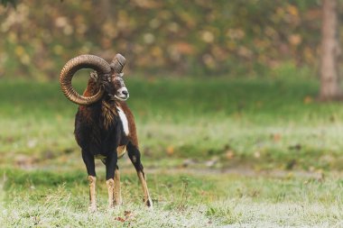 Bir Avrupalı Mouflon (Ovis orientalis musimon) radyosu, yumuşak sabah ışığında soğuk bir çayır üzerinde alarmda duran devasa spiral boynuzlara sahiptir..