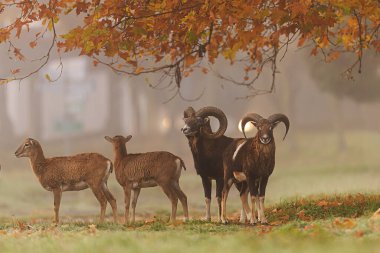 Küçük bir Avrupa Mouflon sürüsü (Ovis orientalis musimon), sabah sisli ışığında renkli sonbahar yapraklarının altında duran koç ve koyunları.