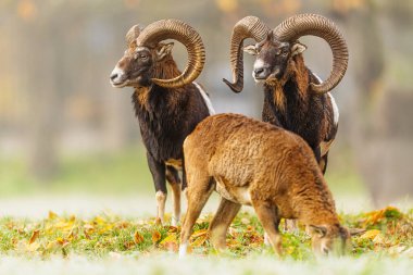 Küçük bir Avrupa Mouflon (Ovis orientalis musimon) grubu, bir koyunu sonbahar otlağında otlarken iki heybetli koç ayakta duruyor..