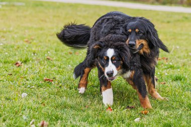 İki Canis lupus meraklısı köpek yoldaşları yeşil çimlerin üzerinde birlikte şakalaşarak koşuyorlar..