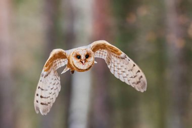 Ahır Baykuşu (Tyto alba) kameraya doğru uçuyor gagası açık ve kanatları sessiz bir ormanda tamamen yayılmış..