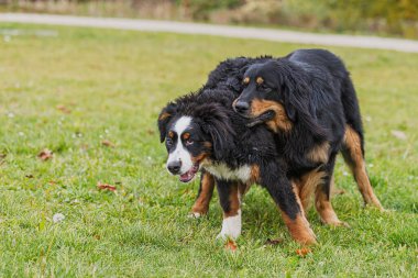 Canis Lupus 'u seven bir çift köpek. Köpek arkadaşları dışarıda oyun oynarken çimenli bir arazide şakalaşıyorlardı..