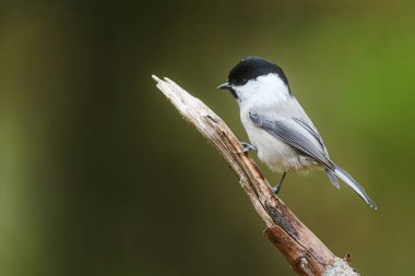 A cautious willow tit, Poecile montanus, clings to a slender branch against a dark, smoothly blurred forest background.