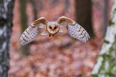 Ahır Baykuşu (Tyto alba) renkli bir sonbahar ormanında kanatlarıyla doğrudan kameraya doğru uçuyor..