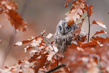 Avrasya Baykuşu (Otus scops) sessiz bir ormanda sonbahar meşesi dalları arasından geniş gözlerle bakıyor.