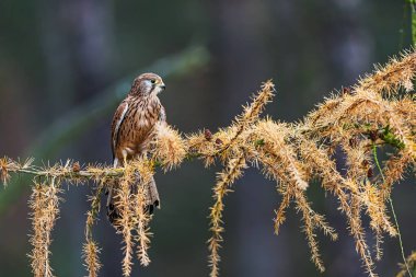 Alelade Kerkenez (Falco tinnunculus), karanlık ormana bakan, iğneli bir karaçam dalına tünemişti..
