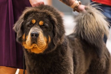 Tibetli bir mastır (Canis lupus familiaris), bir köpek şovu sırasında tasmayı tutan bir idareci olarak vurgulanan devasa tüylü vücudu ve ciddi ifadesi, gösteri katında sakince durur..