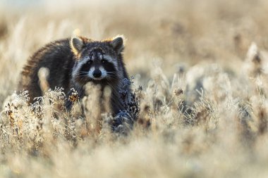 Bir rakun (Procyon lotor), yumuşak sabah ışığı ve kremalı bokeh tarafından aydınlatılan buzlu çayır otundan kamerayı izler..