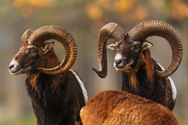 Mouflon Ovis orientalis musimon erkekleri birbirine zıt yüzler ve öne çıkan boynuzlarla yakın dururlar.