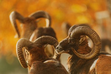 Arka ışıklandırılmış Mouflon (Ovis orientalis musimon) koçlar monotonluk döneminde toplanarak, yumuşak sisli bir arka planı olan ılık sonbahar ışığında parlarlar..