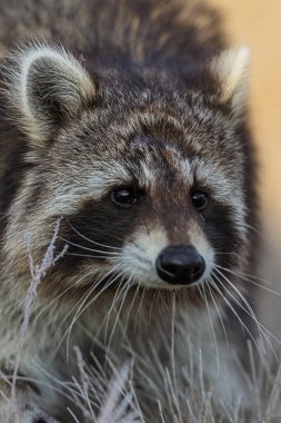 Bir rakun köpeğinin yakın portresi Nyctereutes procyonoides soğuk bıyıklarını, koyu maskesini ve kalın kışlık kürkünü hafifçe bulanık bir arka plana karşı ince detaylarıyla gösterir..