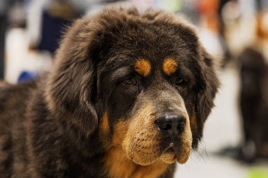 Tibetli Mastiff Canis Lupus familiaris sakin duruyor, insanları izliyor, koyu renk kürklü.