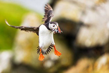 Bir Atlantik martısı (Fratercula arktika), kolonideki yavrusunu beslemek için gagasında bir balıkla karaya çıkar..