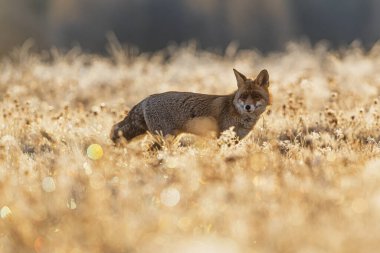 Tedbirli bir Kızıl Tilki (Vulpes vulpes) gün doğumunda buzlu bir çayırda durur, parlak bokeh ve soluk kış otlarıyla çevrilidir..