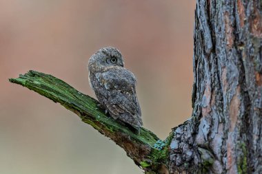 Bir Avrasyalı Yaralı Baykuş (Otus scops) şafak vakti yosunlu bir uzvun üzerinde dinlenir, gizemli bir tüy ve sakin bir yan bakış gösterir.
