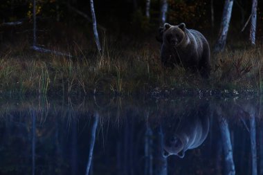 Bir Boz Ayı (Ursus arctos) karanlık bir orman göletinin kenarında durur, alacakaranlıkta cesedi durgun suda aynadır..