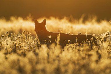 Bir kızıl tilki (Vulpes vulpes) gün doğumunda parlayan buzlu çayır çimlerinde durur..