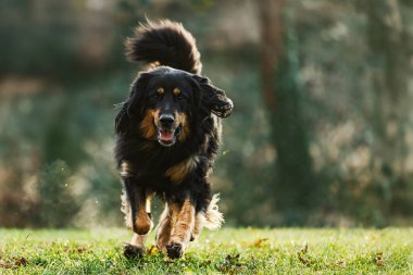 Neşeli bir Hovawart köpeği (Canis lupus familiaris) çimenli bir arazide kameraya doğru koşar..