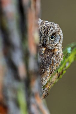 Bir Avrasyalı Baykuş (Otus sops) sessiz bir ormanda bir ağaç gövdesinin arkasından dikizler..
