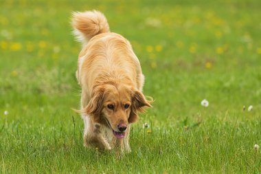 Altın kaplamalı bir köpek (Canis lupus familiaris) sarı karahindiba çiçekleriyle kaplı bir bahar çayırında yürür.