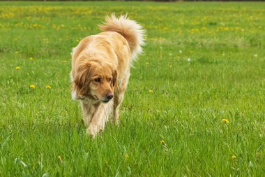 Bir köpek (Canis lupus familiaris) yeşil bir tarlada çiçek açan karahindiba çiçekleriyle dolaşır ve pürüzsüz bulanık bir arkaplan ile fotoğraflanır.