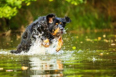 Siyah ve bronz bir köpek (Canis lupus familiaris), enerjik bir açık hava oyunu sırasında bir gölette su sıçratır, sprey sıkar ve dalgalar saçar.