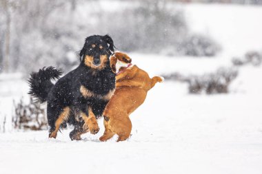 Daha büyük bir köpek (Canis lupus familiaris) üzerine atlayan oyuncu bir buldog, yağan kardaki canlı bir kış oyunu sırasında.