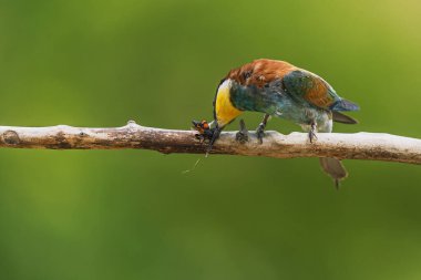 Avrupalı bir arı yiyici (Merops apiaster), pürüzsüz yeşil bir arka planda bir daldaki böcek avıyla ilgilenir..