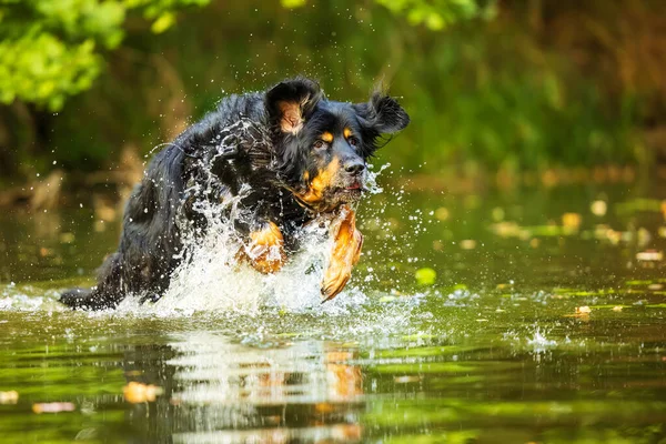 Siyah ve bronz bir köpek (Canis lupus familiaris), enerjik bir açık hava oyunu sırasında bir gölette su sıçratır, sprey sıkar ve dalgalar saçar.