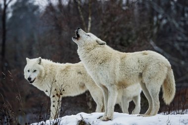Two white Wolf animals, Canis lupus, stand on snow in a winter forest while one raises its head in a howling pose.
