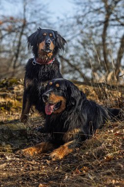İki ıslak Hovawart köpeği, evcil köpek Canis Lupus tanıdık, kuru ot ve taşların arasında güneşli bir orman yamacında dinleniyor..