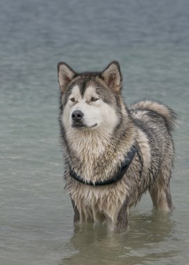 Alaskan malamute köpek