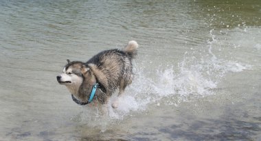 Alaskan malamute köpek