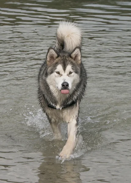 Alaskan Malamute dog — Stock Photo, Image