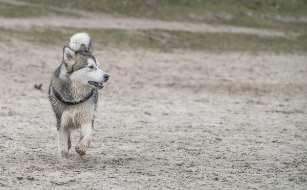 Alaskan Malamute dog — Stock Photo, Image