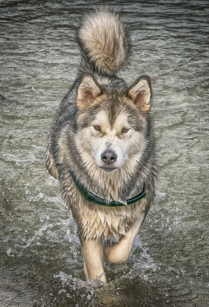 Cane malamuto dell'Alaska — Foto Stock