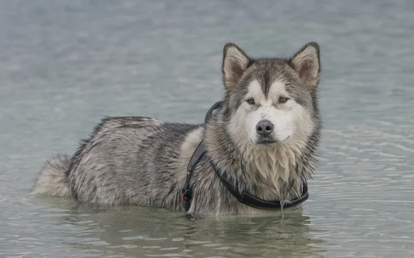 Cão malamute do Alasca — Fotografia de Stock