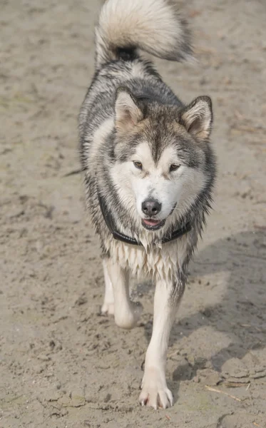 Alaskan malamute hunden — Stockfoto