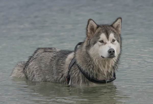 Cão malamute do Alasca — Fotografia de Stock