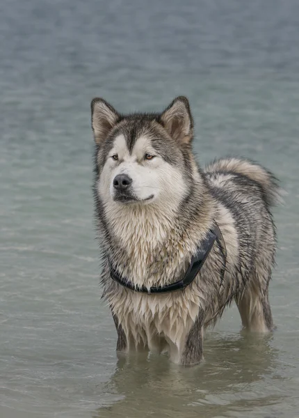 Perro malamute de Alaska —  Fotos de Stock