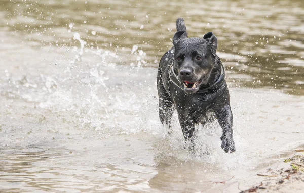 Από την Αλάσκα malamute σκυλί — Φωτογραφία Αρχείου