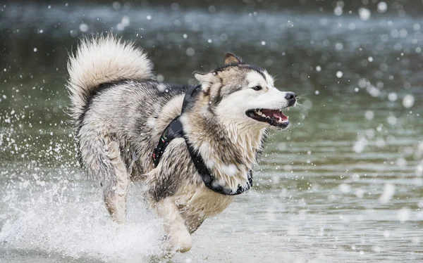 Pies Alaskan malamute Obrazek Stockowy