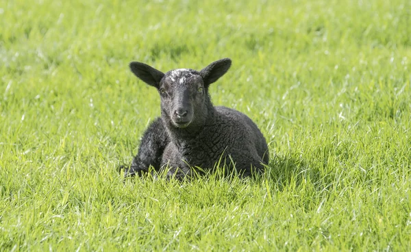 Agnello di pecora in un prato — Foto Stock